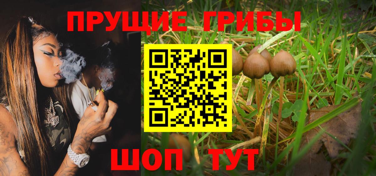 Псилоцибиновые грибы Cubensis Кириши