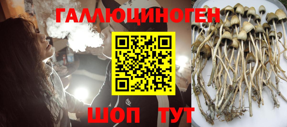Кириши  Псилоцибиновые грибы Psilocybe  наркошоп  Вход с VPN  Псилоцибиновые грибы Psilocybe 